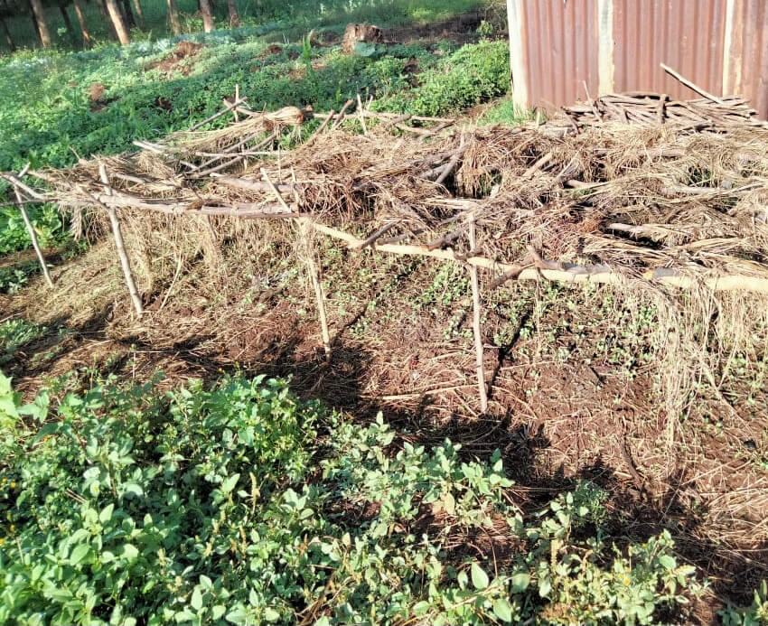 Vegetable nursery Home made vegetable nursery