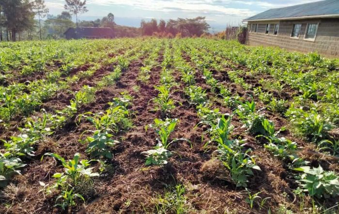 Early growth in the plot