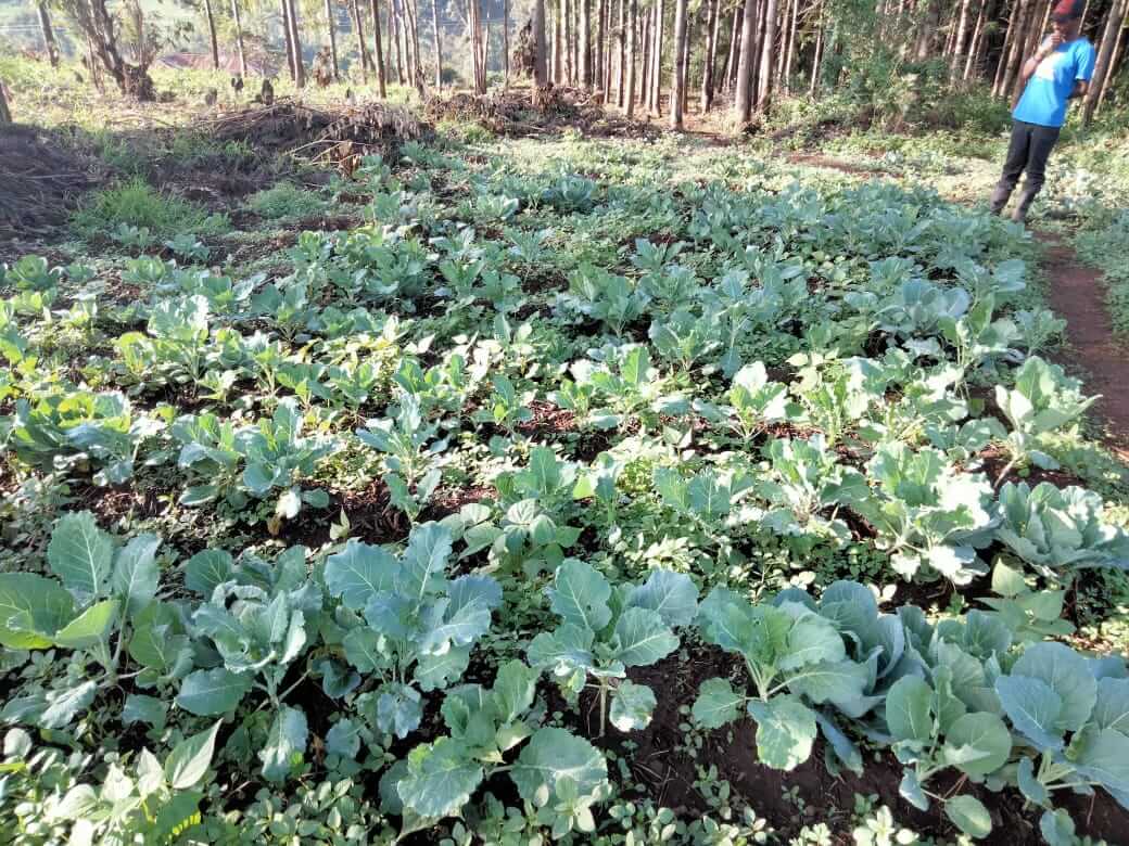 The plot grows kale